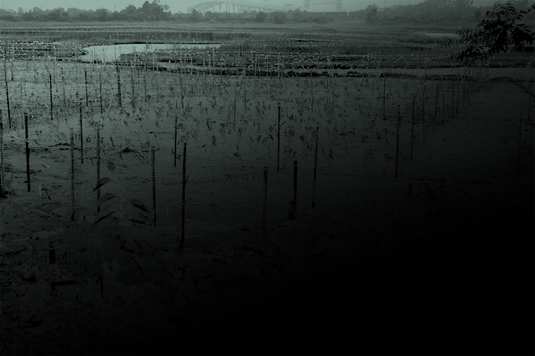 Placeholder ALT Text